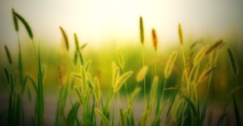 découvrez les meilleures méthodes pour favoriser la croissance de l'herbe et obtenir un gazon dense et verdoyant toute l'année.